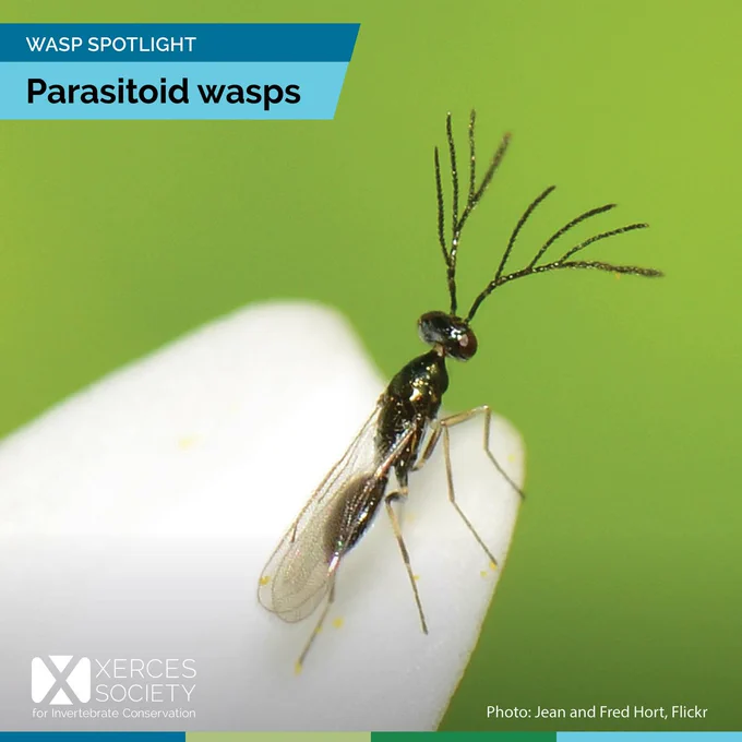 Parasitoid wasp with antennae that look like antlers