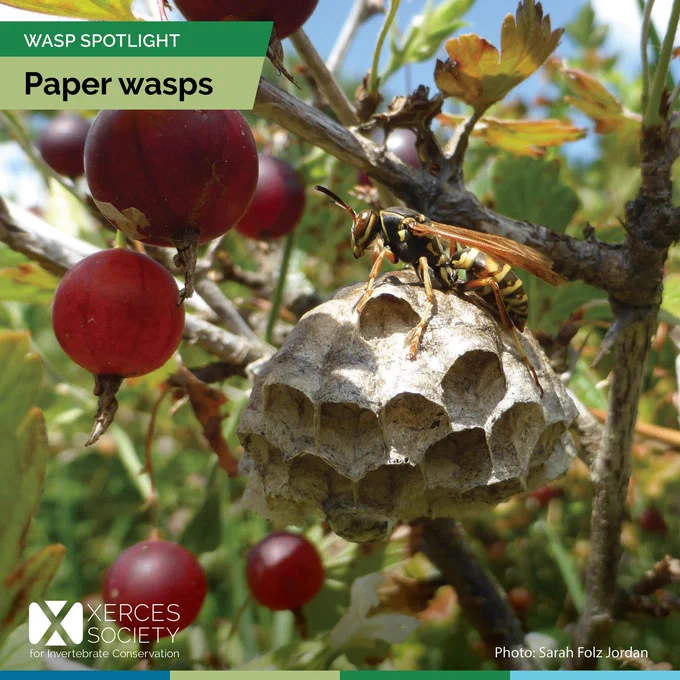 Paper wasp sitting on its nest