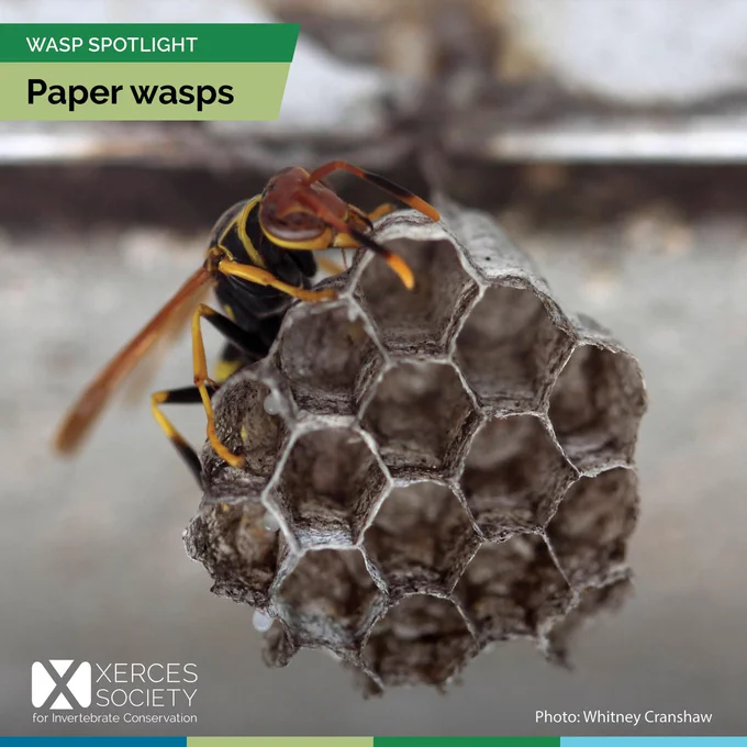 Paper wasp sitting on its nest
