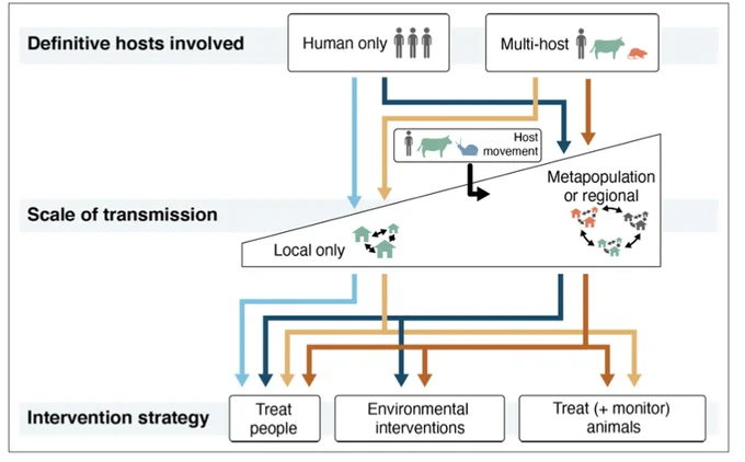 A flow diagram illustrating a framework for tailoring schistosomiasis control interventions to target key drivers of infection. Conditions related to which definitive hosts are involved in transmission (humans only vs multiple mammalian hosts) and whether infections are imported or acquired locally influence whether mass drug administration (MDA) should be complemented by environmental and/or veterinary interventions. On its own, MDA will be most effective if transmission is confined to human hosts at local scales. Adding environmental interventions (such as water and sanitation infrastructure and snail control) may be important if host movement connects multiple transmission sites, and veterinary interventions may be important if animals are involved in the transmission cycle.  