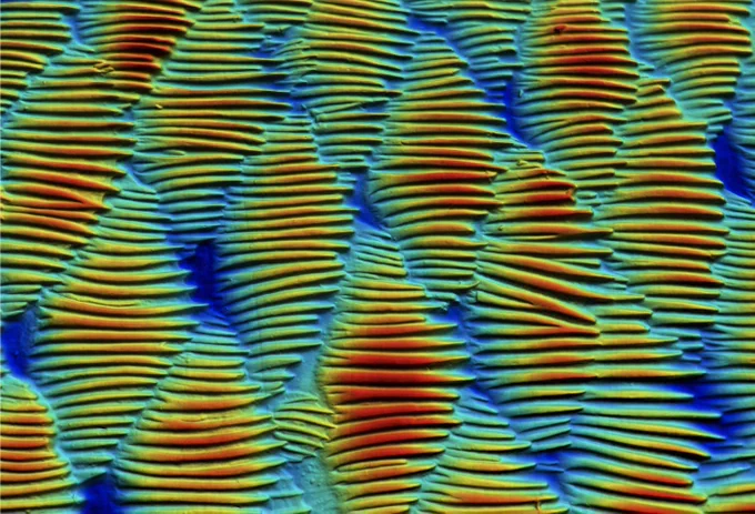 Scales of a marine angelfish colored by height to show topography. Scales have large elongate spines that all run posteriorly.