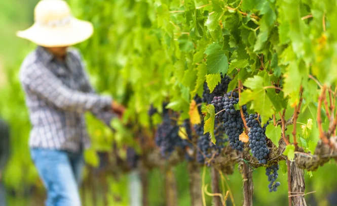 [#TousMobilisés] La saison des vendanges est là, les viticulteurs recrutent 🚀

➡️ Si vous n'avez jamais travaillé dans le secteur, ce n'est pas un souci, les débutants sont bienvenus 💪

En savoir ➕📲💻⏩ https://pehdf.fr/a8g3u

#OnEstLàPourVous #AvecPôleEmploi