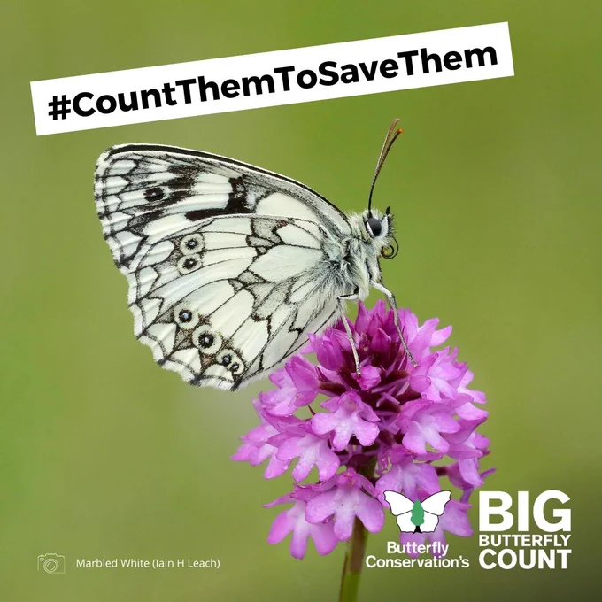 A Marbled White butterfly perched on a pink flower with text '#CountThemToSaveThem' and Butterfly Conservation's Big Butterfly Count logo. Photo credit: Iain H Leach.