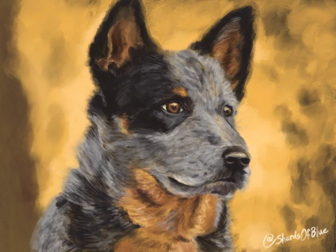 Digital acrylic painting of a Blue Heeler Australian Sheepdog seated and seen from the shoulders up, looking alert against a yellow bokeh background. Blue Heelers are sturdy medium-large dogs with mid-length fur that is variously silver, blue-black, and red-brown.