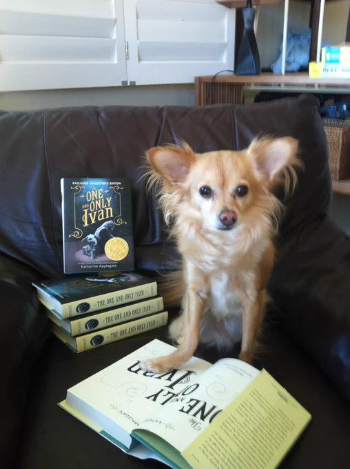 Stan The Dog, noted cat food thief, resting a paw on a copy of THE ONE AND ONLY IVAN. Stan was the inspiration for the character Bob, and greatly delayed the completion of the manuscript by sitting on my lap as I was trying to type.