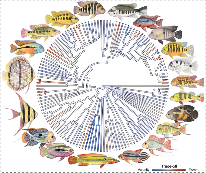 Distribution of the velocity-force mechanical trade-off (of the lower jaw) among Neotropical cichlid fishes. Paintings by Julie Johnson.