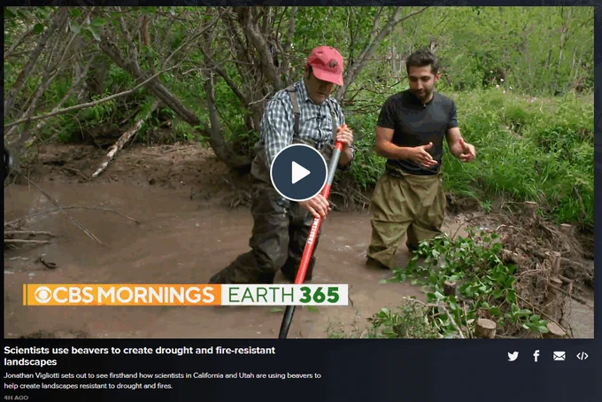 Nick Bouwes showing @CBSMornings Jonathan Vigliotti how to prep a BDA for beaver translocation.