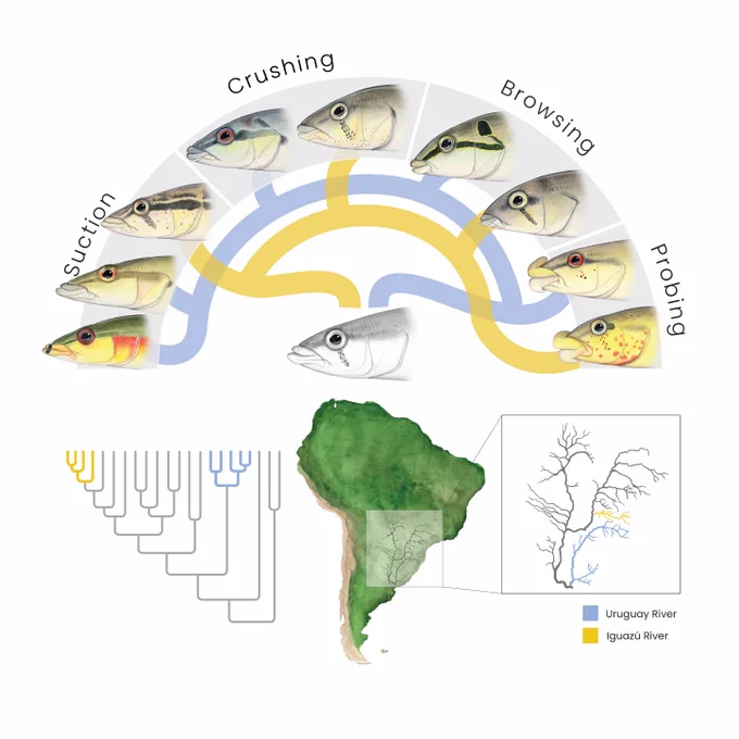 Diagram of the parallel evolution of specialized feeding ecologies in the Uruguay and Parana Rivers. Paintings and design by Julie Johnson.