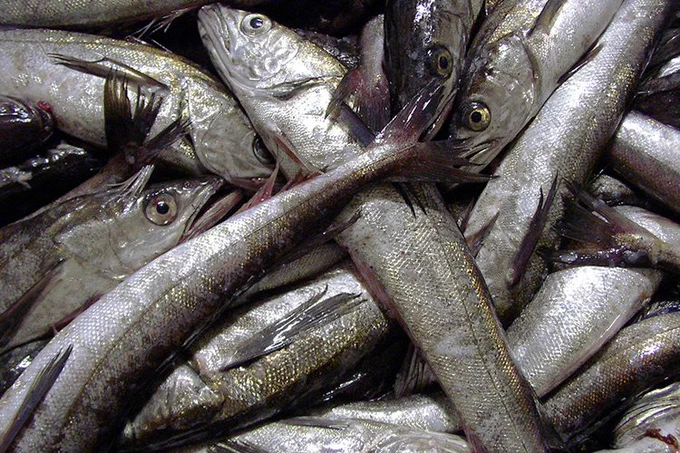 image of pacific hake
