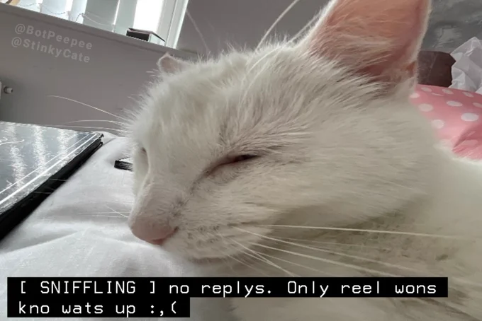 Stinky the white cat squints and looks down. He looks sad.

Caption: [ SNIFFLING ] no replys. Only reel wons kno wats up :,(