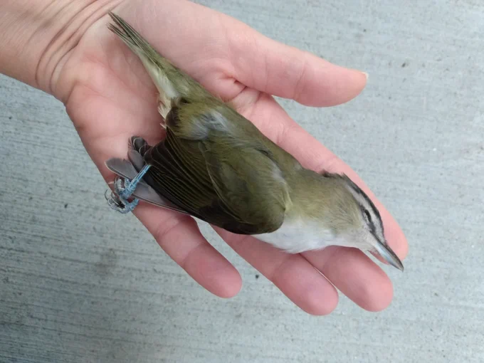 A deceased red-eyed vireo, an olive  bird with a dark stripe through the eye, rests in a person's palm.
