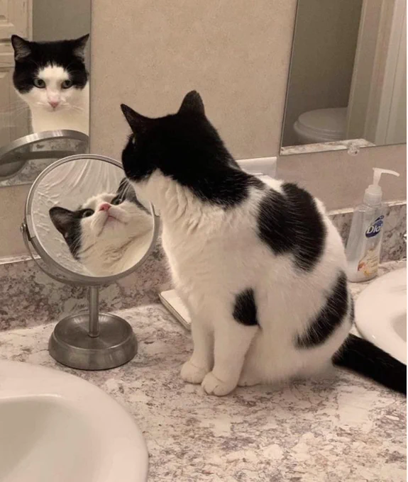 black and white cat looking into a mirror with a mirror below him. many reflections. 