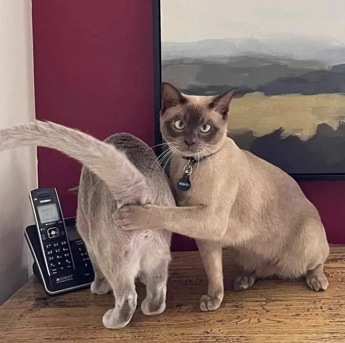 siamese cat covering another cat's butt with its paw 