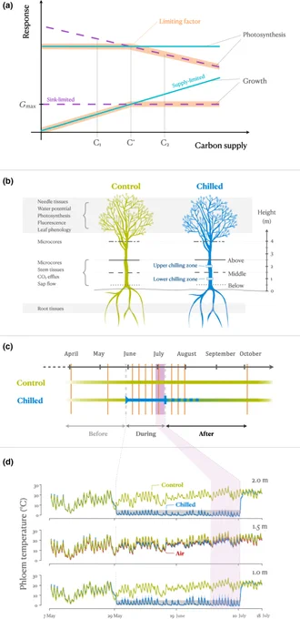 (a) Conceptual responses of radial wood growth and photosynthesis to changes in carbon supply under supply-limitation  vs sink-limitation.  (b) Experimental setup including tissue sampling locations.  (c) Timeline of treatments. (d) Mean temperatures for the air (red line), the phloem of chilled trees (blue line), and the phloem of control trees (green line).