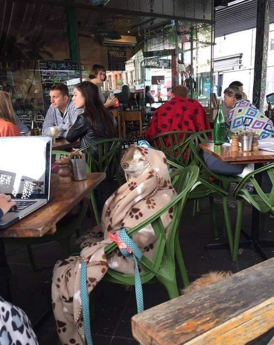 cachorro com cara de sono enrolado num cobertor setado numa cadeira de um café ao lado de alguém usando o computador sobre a mesa e ao fundo mais pessoas em outras mesas e algumas pessoas também estão enroladas em cobertores