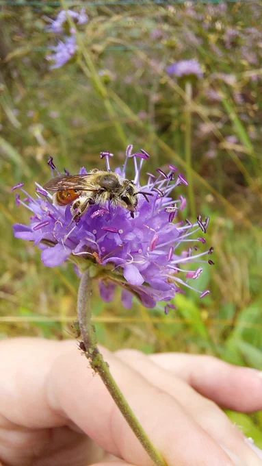 Small Scabious Mining Bee female (c) Gillian Gibson