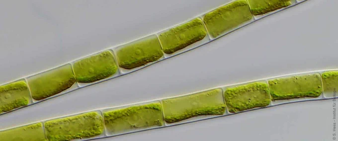 Die Alge Mougeotiopsis calospora