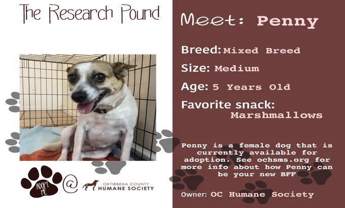 A graphic advertising an adoptable dog named Penny, who is available at the Oktibbeha County Humane Society.