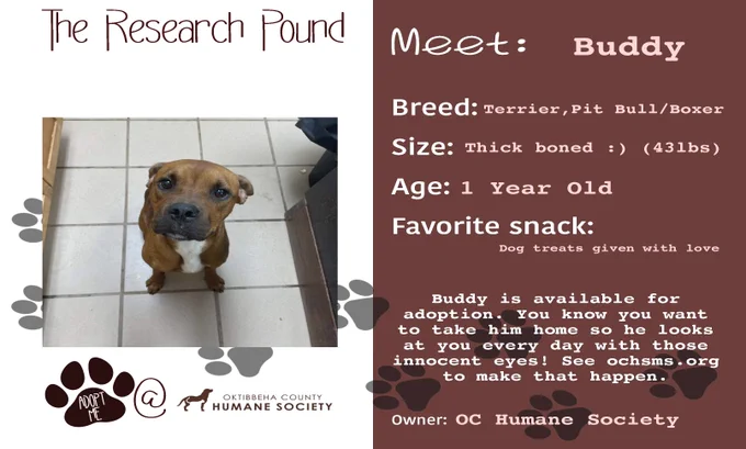 A graphic advertising an adoptable dog named Buddy, who is available at the Oktibbeha County Humane Society.