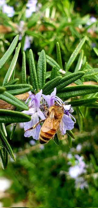 Close up of honey bee on rosemary sprig with small purple flowers blurred green background