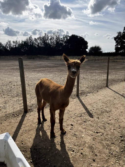 A fluffy brown llama standing in a dusty field with trees in the background