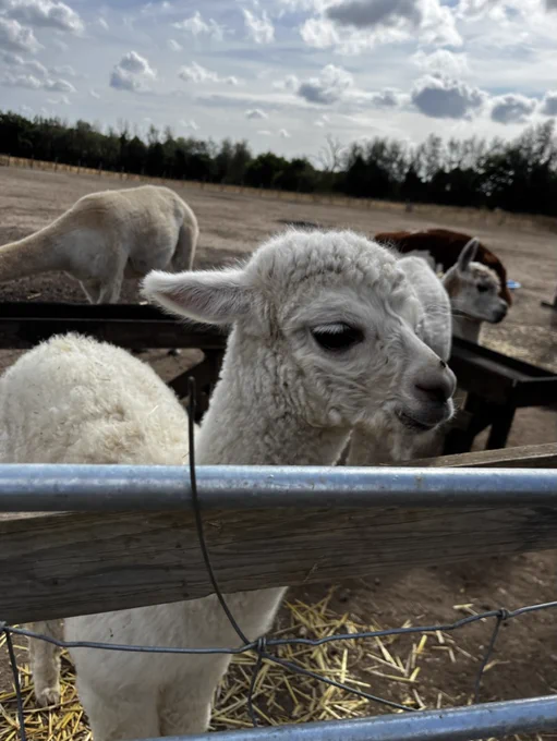 A small, fluffy, white baby llama standing in a dusty field with a few adult llamas in the background
