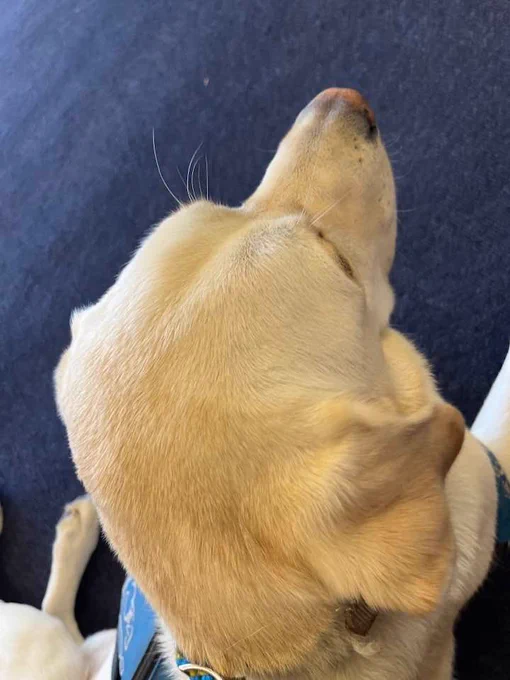 A white lab service dog wearing a blue vest is staring intently and lying on a blue carpet