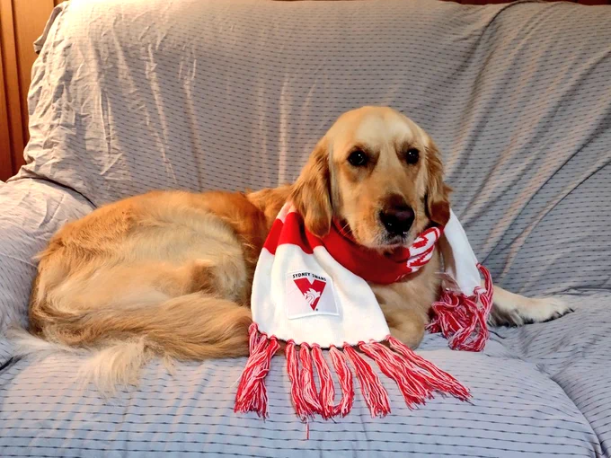 Panko the golden retriever is laying on the couch. He's wearing a red and white striped football scarf with a Sydney Swans logo