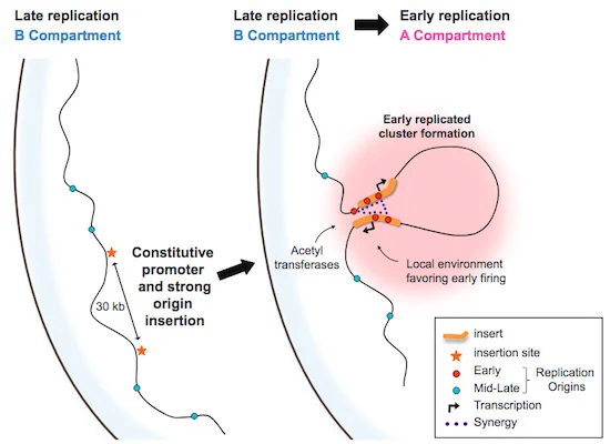 How vertebrate genomes organize a precise replication timing (RT) program strongly correlated with their organization into A/B compartments has remained unclear. Our results show that clustering of strong origins located at active promoters can establish early-replicating domains.
•	Two replicators carrying timing information can act in cooperation if located in close proximity
•	Strong autonomous replicons overlapping an active promoter can act in synergy on RT even when separated by 30 kb 
•	 The formation of an early-replicating domain results locally in the formation of a spatial connection between the advanced replicons and in an increase of contacts with active A compartments
•	The RT of late-replicating domains can be advanced locally by a strong autonomous replicon
