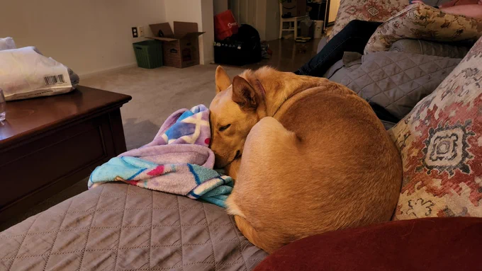 Sunny the Carolina Dog snuggling into a children's blankey.
