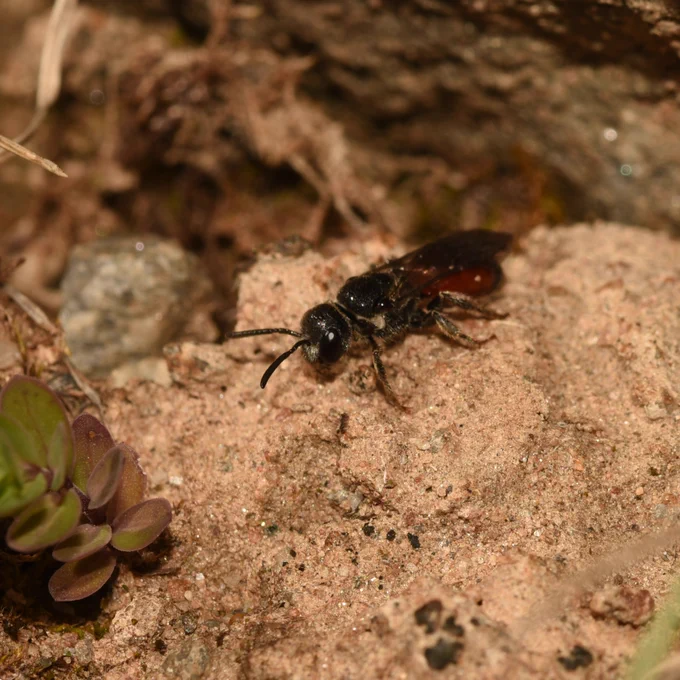 Box-headed Blood Bee (Sphecodes monilicornis) seen exiting SSMB nest, Aviemore