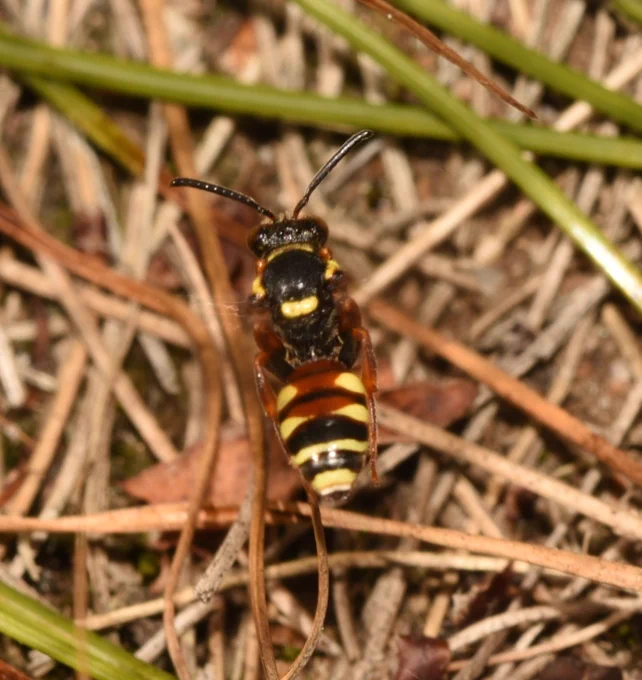Black-horned Nomad Bee at multi-species nest aggregation at Highland Folk Museum