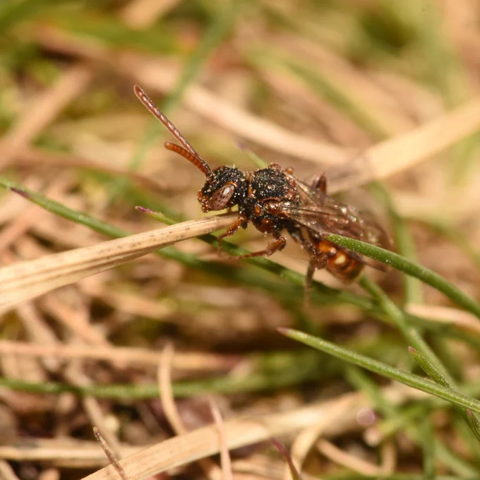 Little Nomad Bee seen at SSMB nest site at Highland Folk Museum