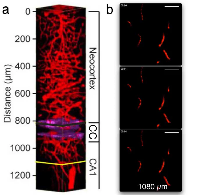 Image of blood vessels from the cortex, corpus callosum, and superficial hippocampus in a live mouse. (a) 3D image of the network structure. (b) Single, sequential image frames at ~1 mm depth showing moving red blood cells (shadows) inside brain capillaries. 