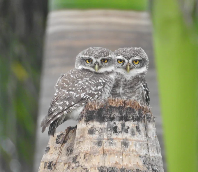 Two spotted owlets showing me how they really feel about being disturbed - shot in Chennai.