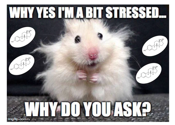 A stressed mouse with frazzled hair is looking at the camera, surround by the text "Why yes I'm a bit stressed... why do you ask?". The mouse is surrounded by drawings of 17b-estradiol.