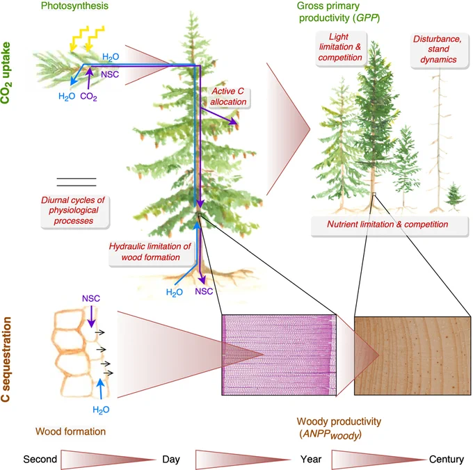 Schematic summarizing sources of decoupling between CO2 uptake and carbon (C) sequestration across various time scales. Across scales, various processes decouple C sequestration (wood formation or woody productivity, ANPPwoody, on the ecosystems scale) from CO2 uptake (photosynthesis or gross primary productivity, GPP, on the ecosystems scale).
