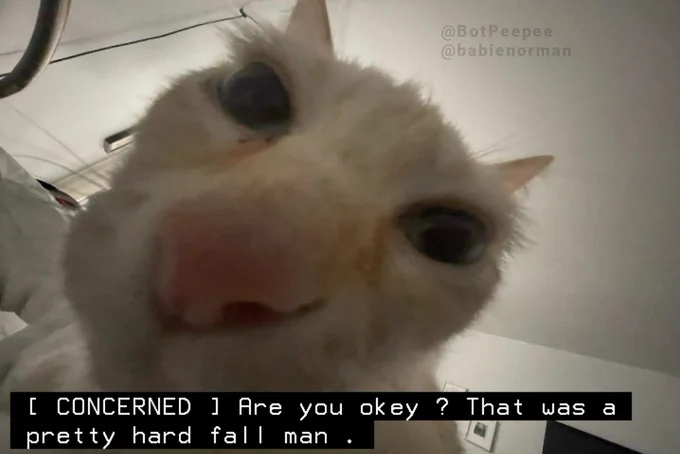 Norman the cat peers into the camera, his face taking up the entire frame.

Caption: [ CONCERNED ] Are you okay ? That was a pretty hard fall man .