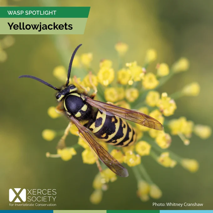 Yellowjacket on flower