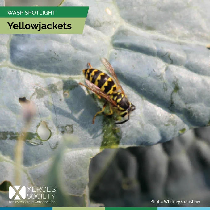 Yellowjacket on leaf with prey