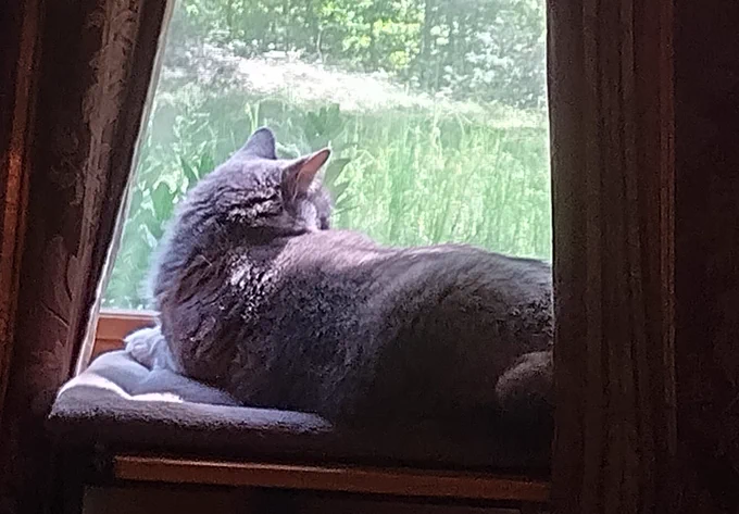 Regal cat lying on window seat, between drapes, facing outside (photo)