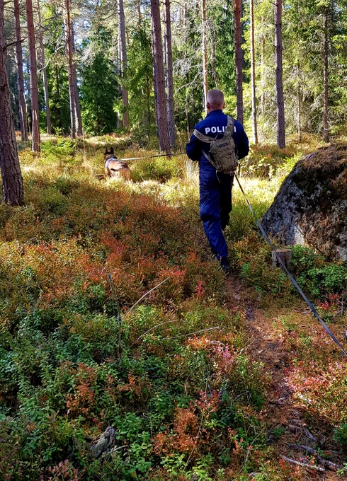 Poliisikoira ja ohjaaja jäljestämässä metsässä 
