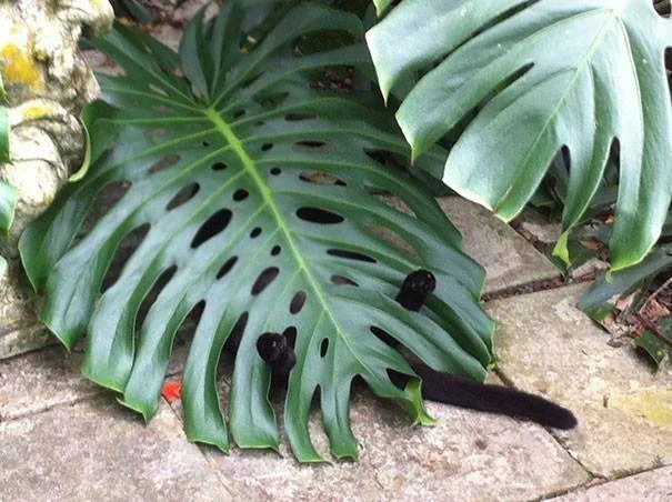 Just a leaf.