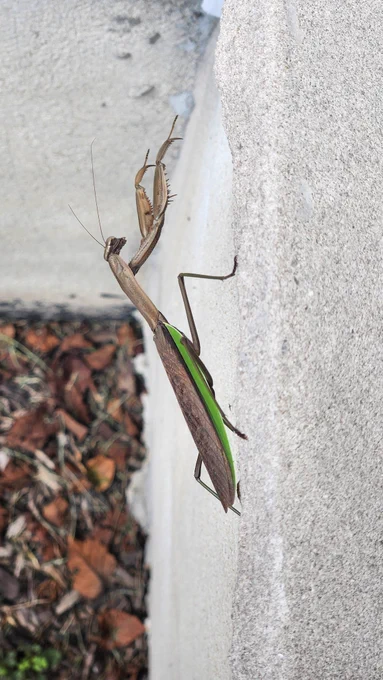 Chinese Praying Mantis