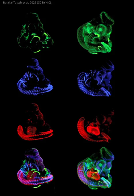 immunostained quail embryos