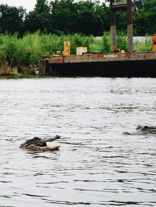 Two alligators and one has its mouth open.