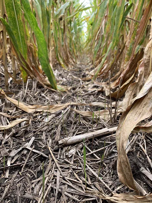Interseeded cover crops at the University of Illinois Dudley Smith Farm. Photo by K Greer