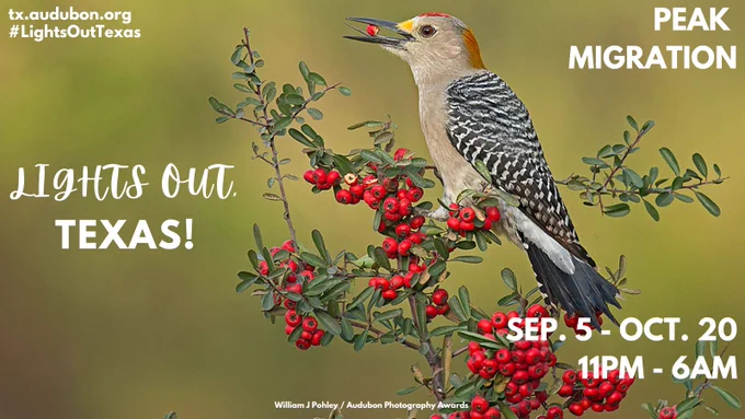 Photo of a bird on a branch with a red berry in its beak. Text says: Lights out, Texas! Peak migration September 5 through October 20. 11 p.m. - 6 a.m. tx.audubon.org. #LightsOutTexas. Photo credit to William J Pohley, Audubon Photography Awards.