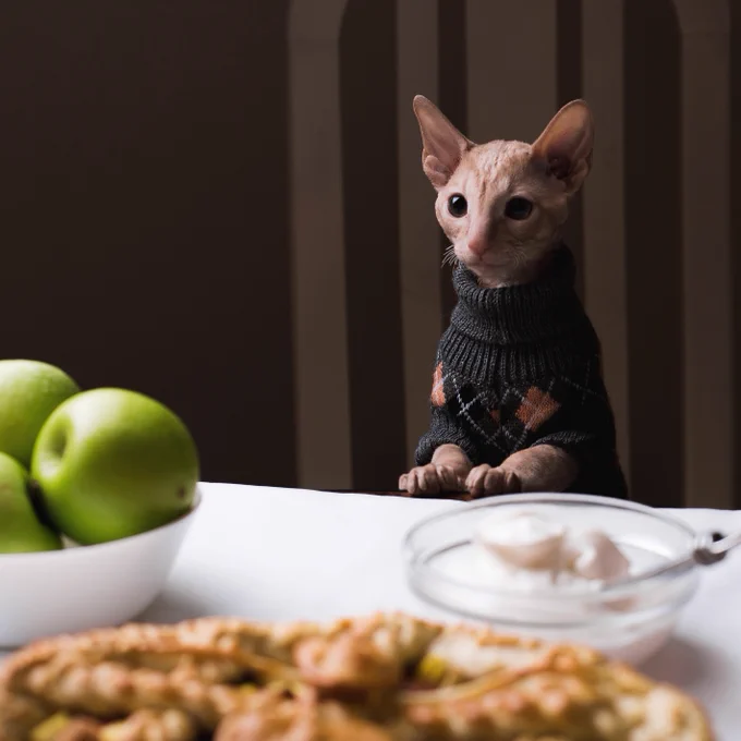 A photo of a young orange cat staring longingly at a bowl of apples and pie on a table