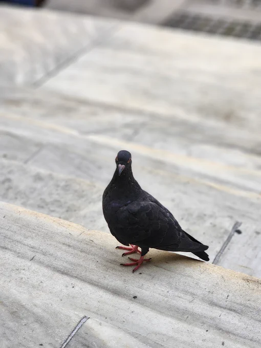 Black pigeon striking a pose 